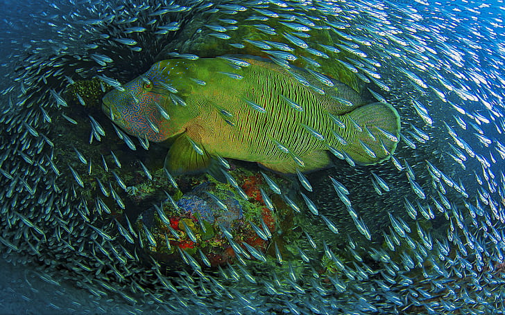 صور تحت الماء المحيط ، سمكة كبيرة في شركة قطيع من الأسماك الصغيرة خلفيات سطح المكتب عالية الدقة تحميل مجاني، خلفية HD