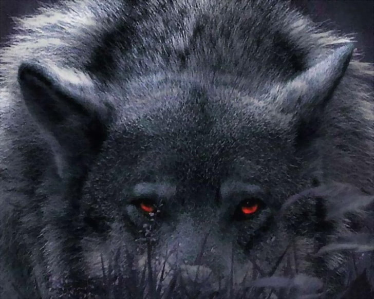 черный и серый волк, зверек, волк, HD обои