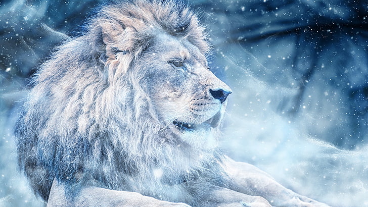 lion, illustration, night, snow, HD wallpaper