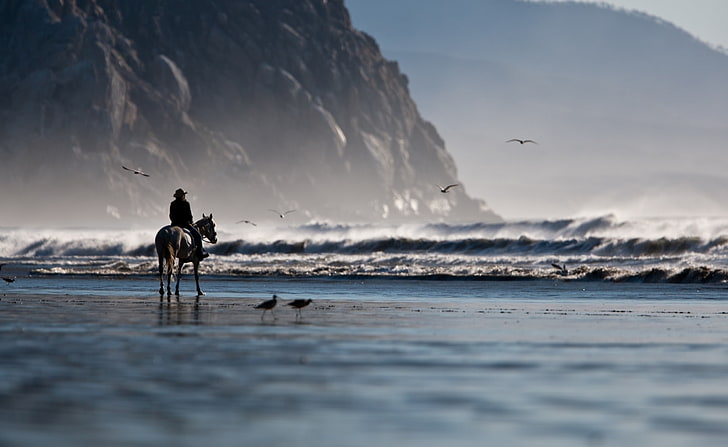 Riding On The Beach, man horseback on beach wallpaper, Nature, Beach, Riding, Seagulls, HD wallpaper