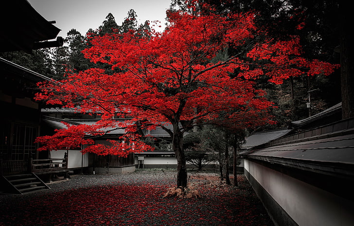 red-leafed tree, autumn, leaves, house, tree, Japan, yard, the crimson, HD wallpaper