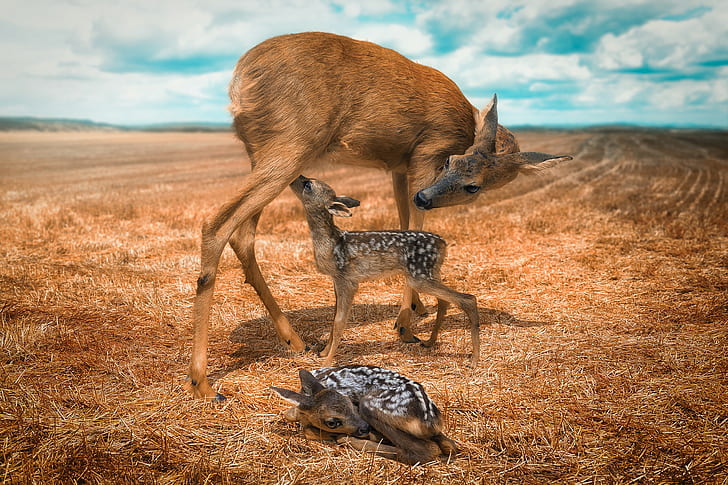 Deers  HD, offspring, doe, deer, field, HD wallpaper