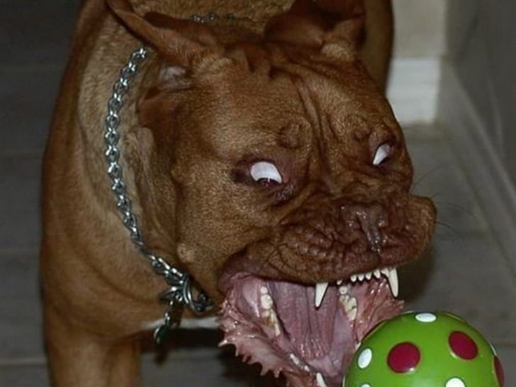 anjing ganas, gigi tajam, anjing yang marah, Hewan Anjing HD Art, anjing yang ganas, gigi yang tajam, Wallpaper HD