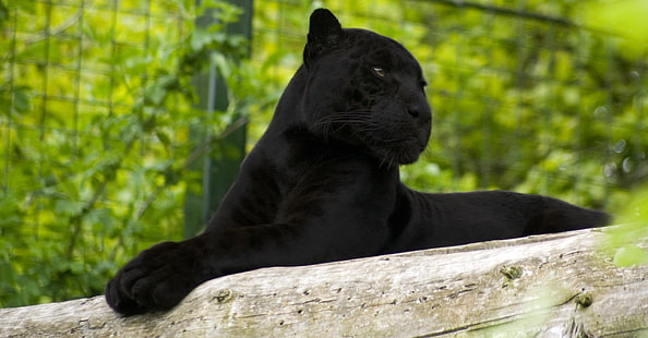Black Panther Green Background, Animals, Jaguar, green, black, forest, background, panther, HD tapet HD wallpaper