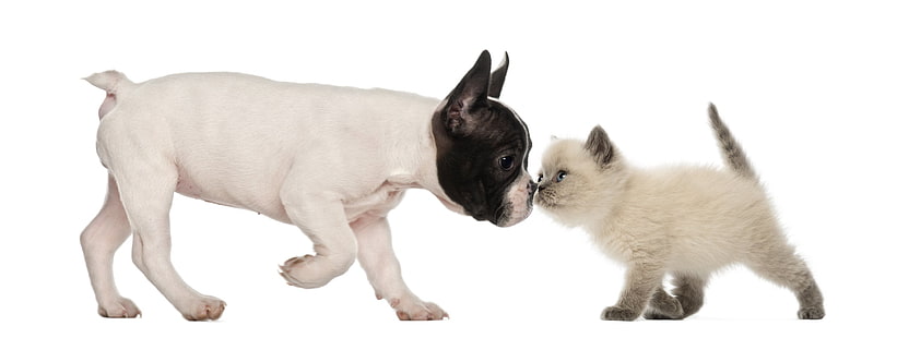 neonato, bulldog, canino, gatto, cane, cani, gattino, cucciolo, Sfondo HD HD wallpaper