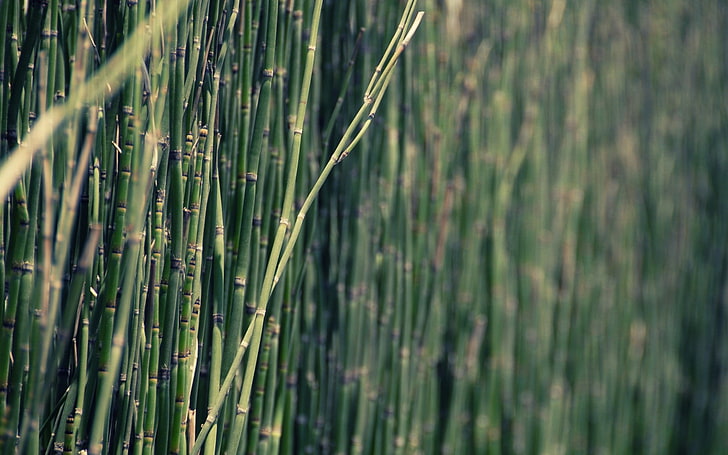 natureza, bambu, plantas, HD papel de parede