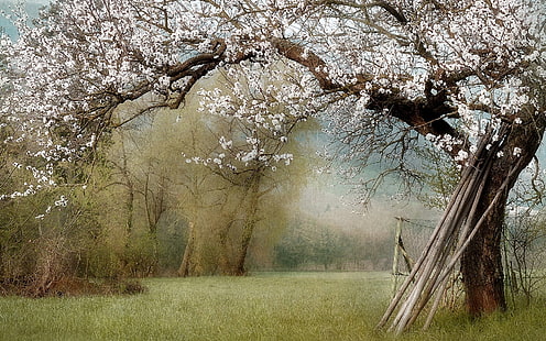 Alam, taman, musim semi, pohon, bunga putih, Alam, Taman, Musim Semi, Pohon, Putih, Bunga, Wallpaper HD HD wallpaper