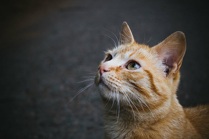 selektiv fokusering av orange tabby katt, meow, selektiv fokus, fotografi, orange tabby, tabby katt, kattkatt, djur, gata, stad, utomhus, resa, kanon, ryssland, vacker, färg, huskatt, husdjur, söt, ser , däggdjur, morrhår, HD tapet