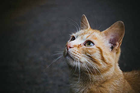 turuncu tekir kedi seçici odak fotoğraf, miyav, seçici odak, fotoğrafçılık, turuncu tekir, tekir kedi, kedi kedi, hayvan, sokak, şehir, açık, gezi, canon, rusya, güzel, renk, yerli kedi, evcil hayvan, şirin, seyir, memeli, bıyık, HD masaüstü duvar kağıdı HD wallpaper
