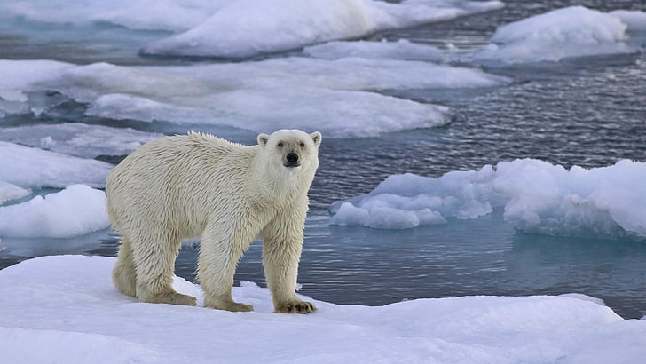 polar bear, arctic ocean, bear, arctic, polar ice cap, wildlife, ice cap, tundra, freezing, ice, terrestrial animal, carnivoran, glacial landform, HD wallpaper