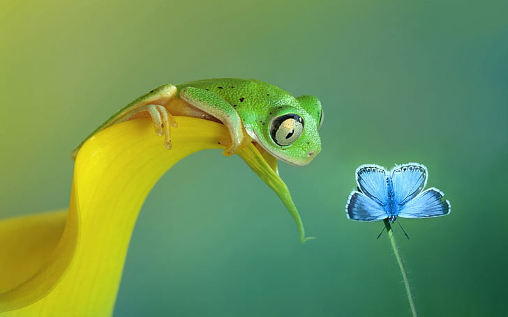 Frog Butterfly HD, древесная лягушка и обыкновенная голубая бабочка, животные, бабочка, лягушка, HD обои