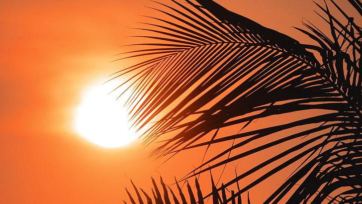 Orange, Blätter, Sonne, Sonnenuntergang, Palmen, HD-Hintergrundbild