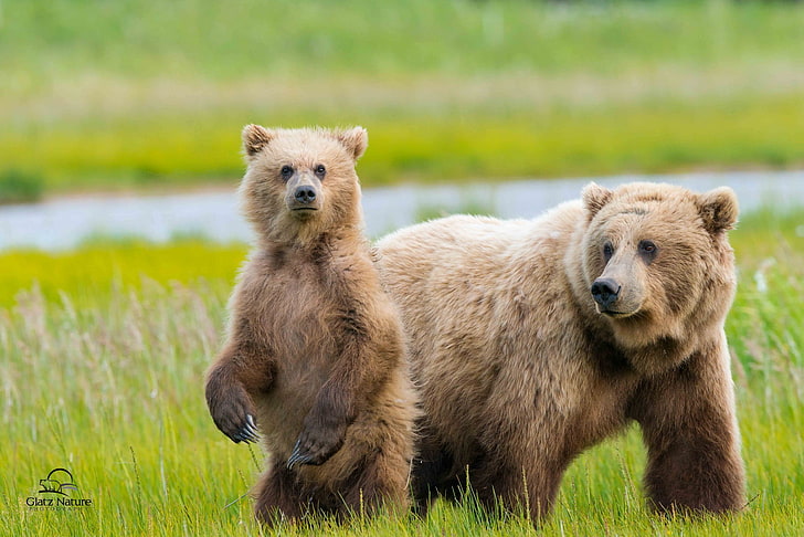 hewan, alam, beruang, binatang bayi, Wallpaper HD