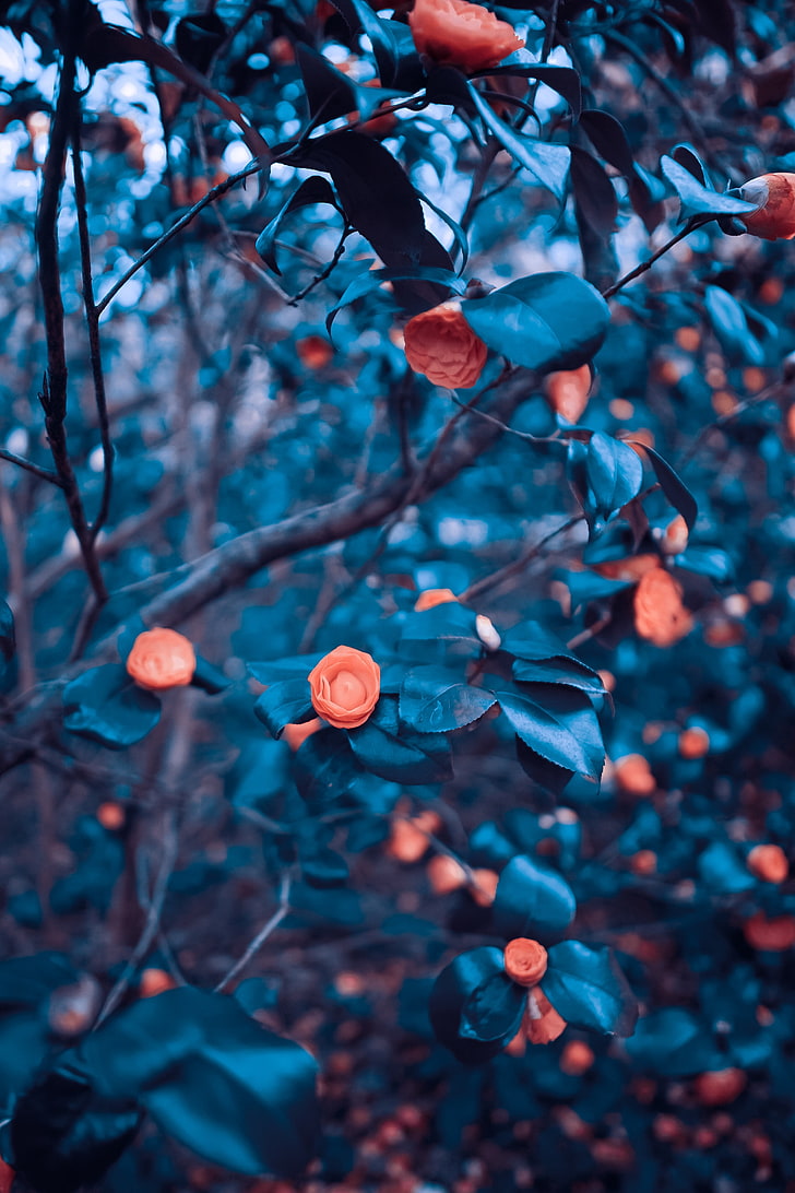 orange Kamelienblumen, Rosen, Garten, Busch, Baum, Unschärfe, HD-Hintergrundbild, Handy-Hintergrundbild