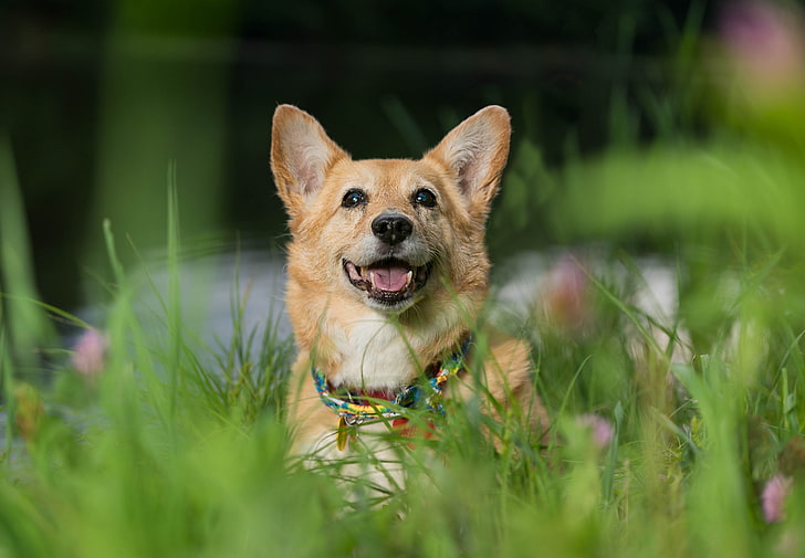 Gras, Gesicht, Stimmung, Hund, Waliser-Corgi, HD-Hintergrundbild
