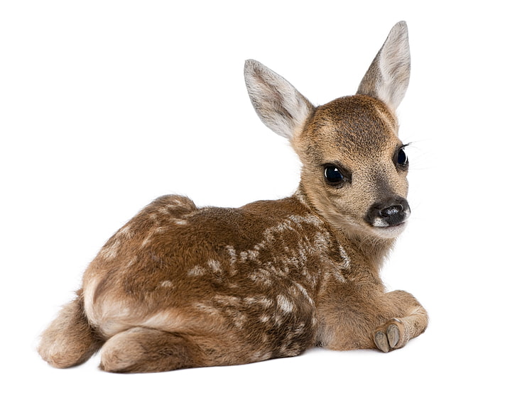 brown deer, calf, deer, white background, HD wallpaper