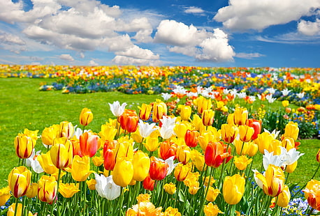 campo, flores, paisagem, natureza, tulipas, HD papel de parede HD wallpaper