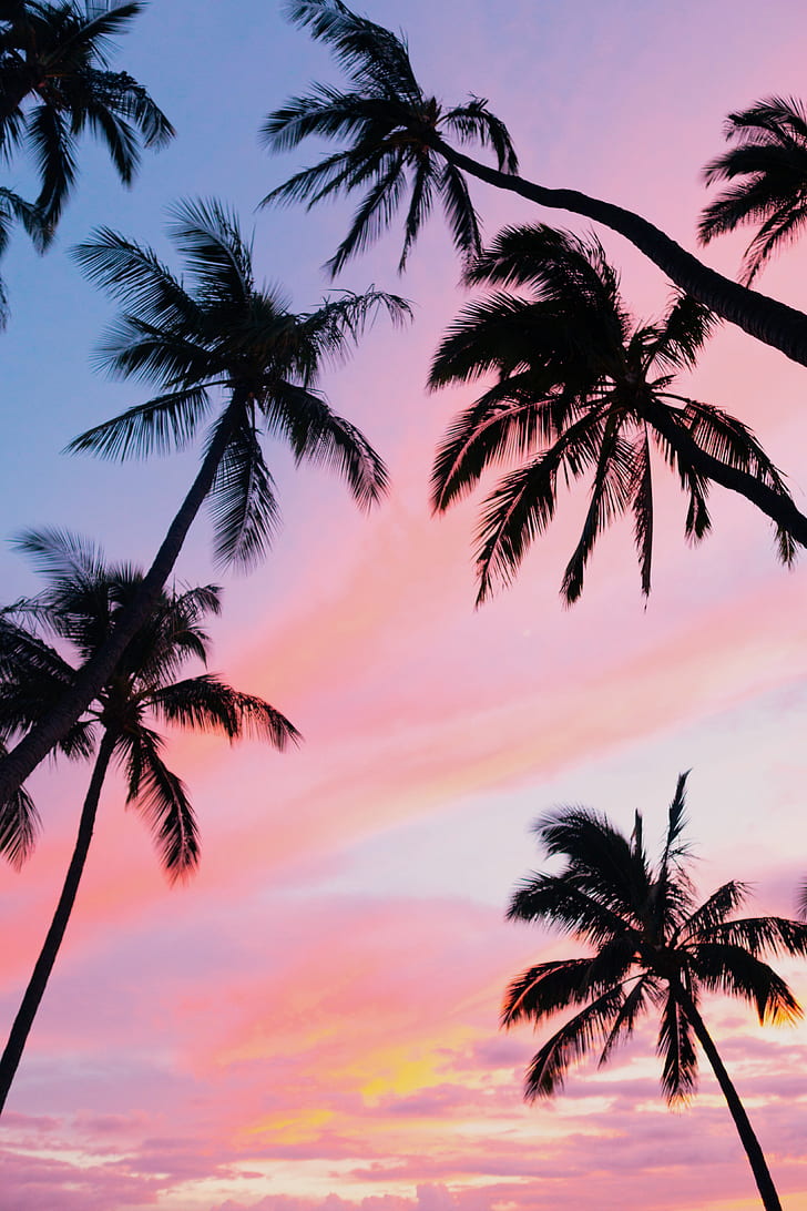 palm trees, sky, bottom view, clouds, tropics, HD wallpaper