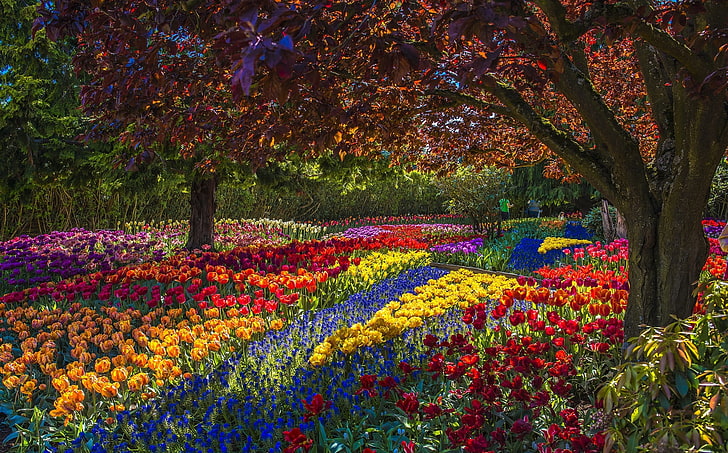 assorted-color tulip flower field during daytime nature photography, trees, flowers, Park, tulips, HD wallpaper