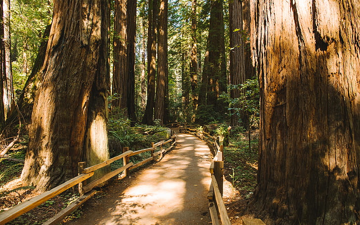 Redwood Trees Forest Muir Woods Path Trail HD, кафява дървена пътека, природа, дървета, гора, пътека, пътека, гори, секвоя, muir, HD тапет