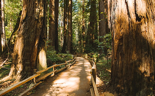 Redwood Trees Forest Muir Woods-Weg-Spur HD, braune hölzerne Bahn, Natur, Bäume, Wald, Weg, Spur, Holz, Rotholz, muir, HD-Hintergrundbild HD wallpaper