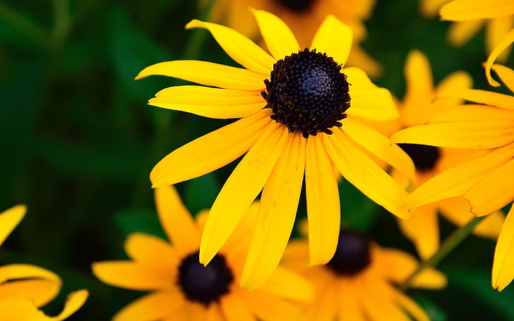 gelbe Sonnenblumen, Natur, Blumen, gelbe, gelbe Blumen, Makro, HDR, HD-Hintergrundbild