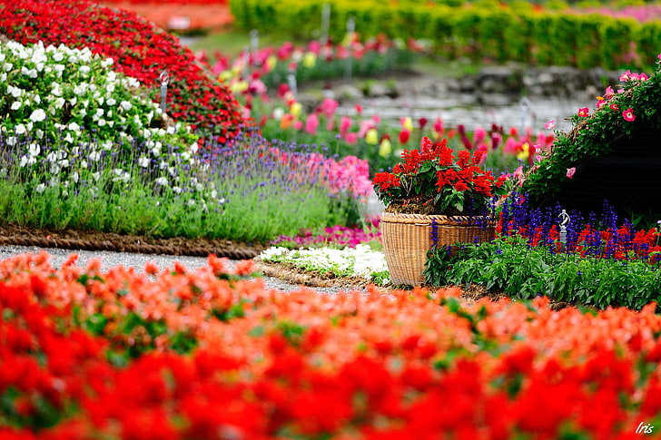 разноцветни цветя, цветя, парк, ярко, градина, саксия, цъфтеж, много, салвия, саксии, HD тапет