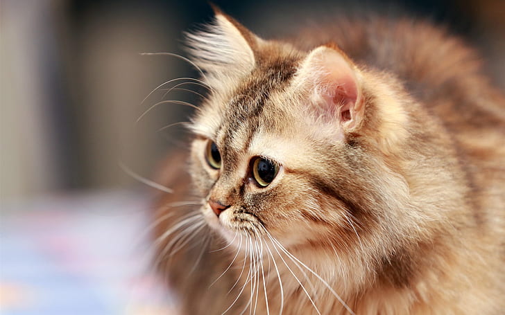 Flauschige Katze, Schnurrbart, Augen, Flauschige Katze, Schnurrbart, Augen, HD-Hintergrundbild