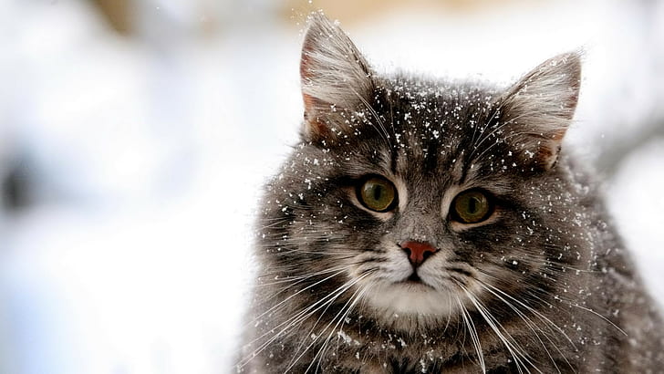 animales, gato, nieve, Fondo de pantalla HD