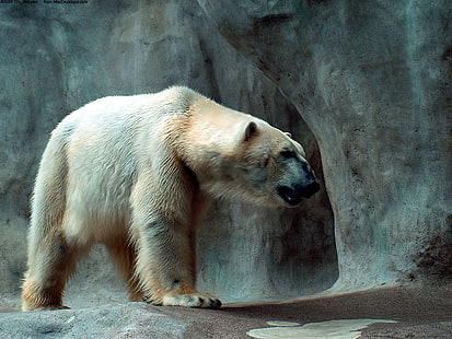 Eisbär, Polar, Bär, HD-Hintergrundbild HD wallpaper