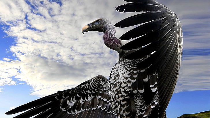 vautour noir et blanc, vautour, oiseau, prédateur, vol, ciel, ailes, bec, Fond d'écran HD