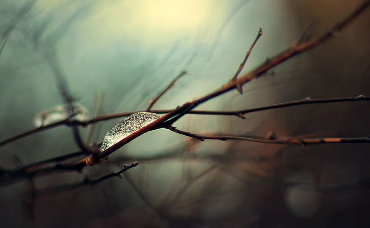 water dew on brown thorny stem, Air Chrysalis, water, dew, brown, thorny, stem, Winter, Nature, Plant, Ice  Cold, Bokeh, Life, Canon  eos, dof, depthoffield, DSRL, Rebel, 700d, Frozen, Bubbles, Branches, Sky  Blue, Red  Orange, Light  Fantasy, Garden, close-up, HD wallpaper
