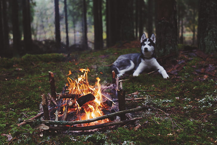 взрослый черно-белый сибирский хаски, собака, лес, камин, сибирский хаски, природа, животные, огонь, HD обои
