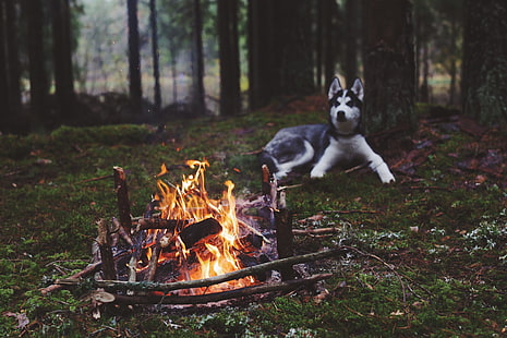 adulto blanco y negro husky siberiano, perro, bosque, chimenea, husky siberiano, naturaleza, animales, fuego, Fondo de pantalla HD HD wallpaper