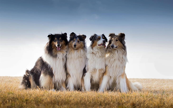 Collie, Australian shepherd, dogs, pack of shetland sheepdog, Collie, Australian, Shepherd, Dogs, HD wallpaper