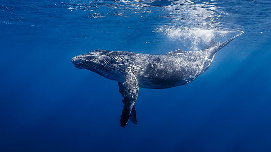 water, marine, mammal, humpback whale, fauna, wildlife, blue water, sea, underwater, whale, ocean, HD wallpaper HD wallpaper