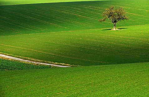 зелена тревна трева, зелено зелено, тревна трева, тревна зелена, поле, Feld, Земя, Taunus, Baum, дърво, самотен, природа, селско стопанство, селска сцена, зелен цвят, хълм, Италия, ферма, лято, пейзаж, ливада, Европа , озеленен, трева, на открито, HD тапет HD wallpaper