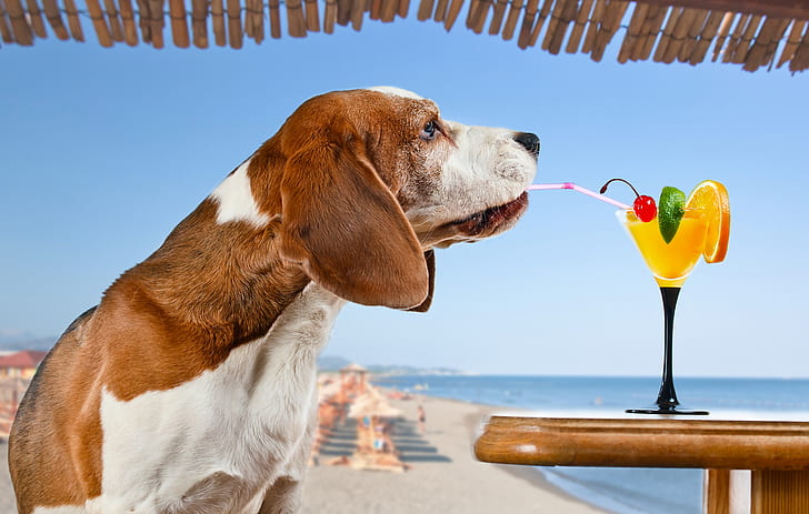 море, пляж, солнце, вишня, апельсин, обстановка, собака, юмор, горизонт, коктейль, лайм, трубочка, напиток, стол, бассет-хаунд, бассет-хаунд, HD обои