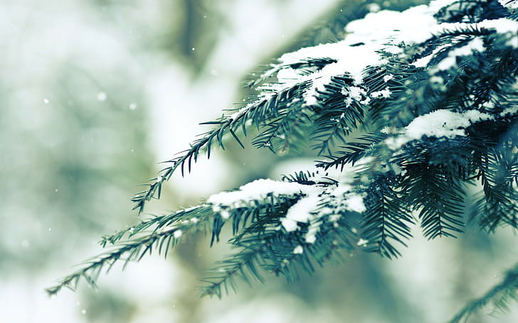 nature, 1920x1200, snow, Winter, pine, branch, snow background images, snow forest, snow trees, HD wallpaper