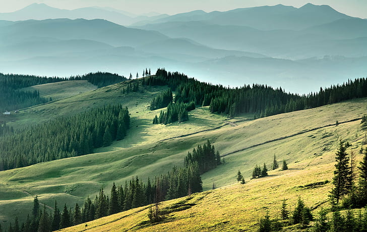 Karpaty, Ukraina, las, góry, pole, Tapety HD