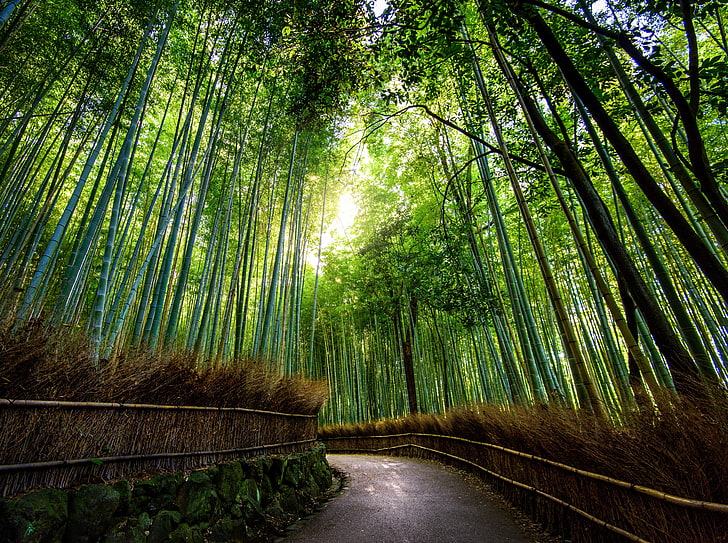 Bamboo Forest, Kyoto, Japan, gray concrete road, Asia, Japan, Travel, Beautiful, Landscape, Green, Trees, Bamboo, kyoto, visit, tourism, must-visit, HD wallpaper