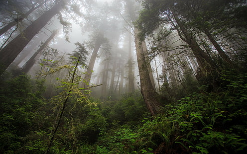 trees, mist, forest, green, Amazon, Brazil, creeks, HD wallpaper HD wallpaper