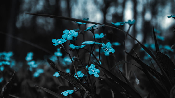 blå blommor, mörker, blomma, turkos, HD tapet