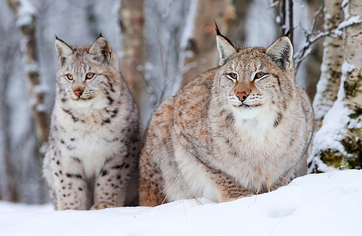 dua brown lynx, musim dingin, dua, lynx, tua, kecil, Wallpaper HD