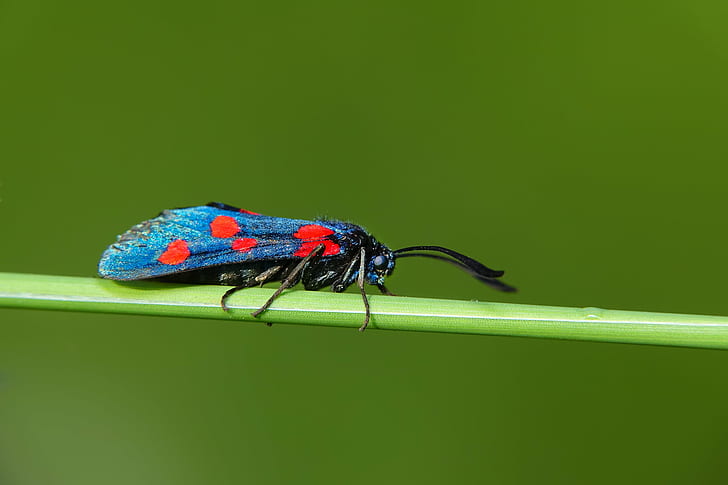 blue and red six spotted Burnet Moth, blue and red, spotted, Burnet Moth, Sony DSC, DSC-RX10, III, Sony RX10, M3, nature, animals, macro, DHG, insect, animal, close-up, green Color, wildlife, leaf, HD wallpaper