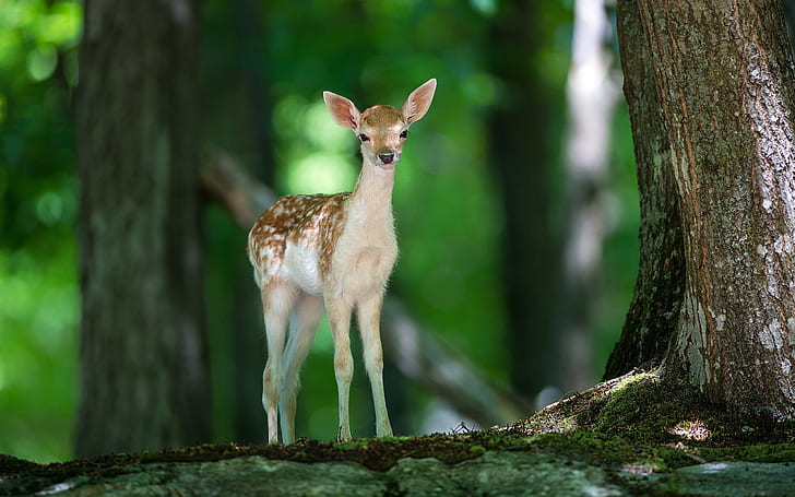 Lonely deer, Lonely, Deer, HD wallpaper