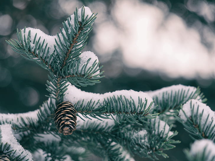 snow, pine cone, bokeh, macro, spruce, Nature, HD wallpaper
