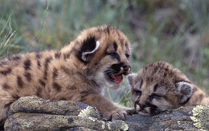 Zwei braune Geparden, Pumas, Tiere, Tierbabys, HD-Hintergrundbild