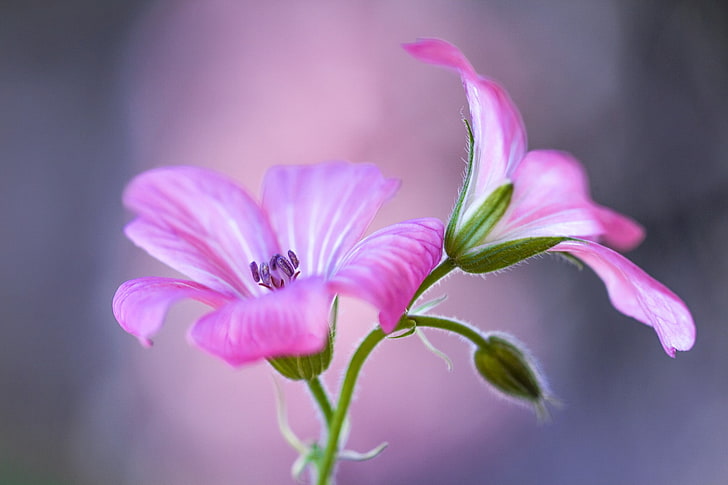macro shot of two pink flowers, flowers, nature, pink flowers, macro, HD wallpaper