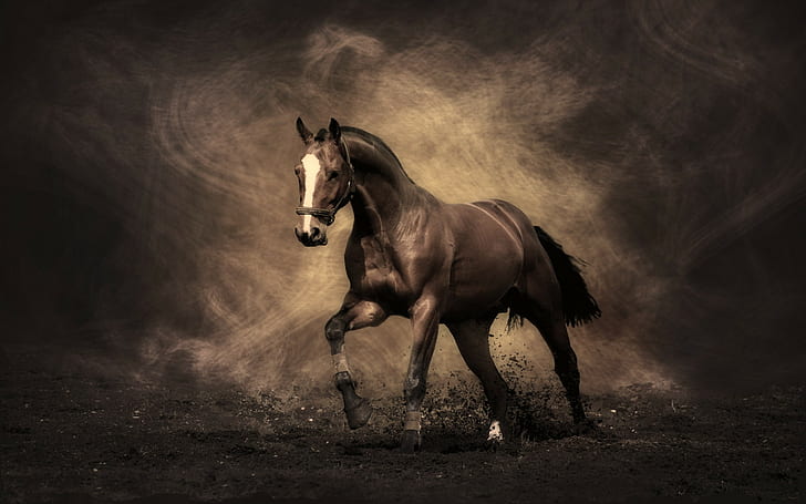 caballo, semental, Mustang, Fondo de pantalla HD